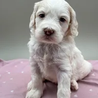 Bluebelle, a female Cockapoo for sale in Hickory, NC – Photo 3 of 6