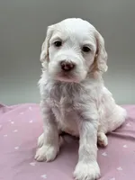 Bluebelle, a male Cockapoo for sale in Hickory, NC – Photo 3 of 6