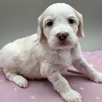Bluebelle, a female Cockapoo for sale in Hickory, NC – Photo 4 of 6