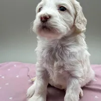 Bluebelle, a female Cockapoo for sale in Hickory, NC – Photo 5 of 6