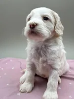 Bluebelle, a male Cockapoo for sale in Hickory, NC – Photo 5 of 6