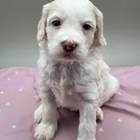 Bluebelle, a female Cockapoo for sale in Hickory, NC – Photo 6 of 6