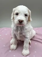 Bluebelle, a male Cockapoo for sale in Hickory, NC – Photo 6 of 6