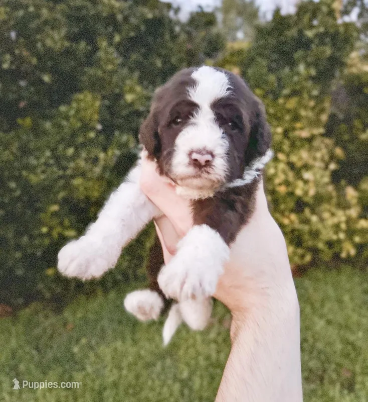 Sunny – Aussiedoodle, Bernedoodle puppy for sale in Hickory, NC