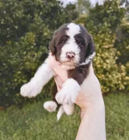 Sunny, a male Aussiedoodle and Bernedoodle for sale in Hickory, NC – Photo 1 of 2