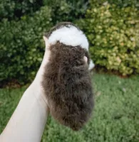 Sunny, a male Aussiedoodle and Bernedoodle for sale in Hickory, NC – Photo 2 of 2