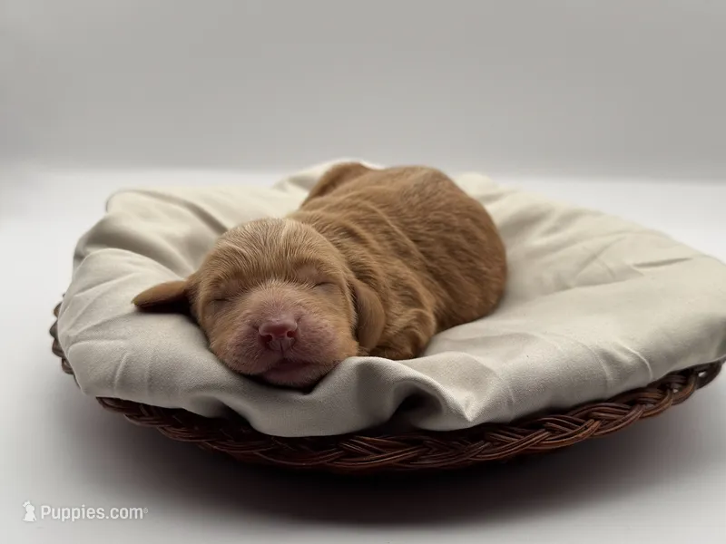 Remington  – Aussiedoodle puppy for sale in Hickory, NC