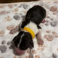 Maverick , a male Aussiedoodle for sale in Hickory, NC – 2 of 2