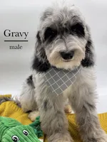 Gravy, a male Aussiedoodle and Bernedoodle for sale in Hickory, NC – 3 of 9