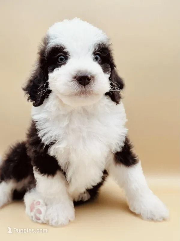 Dewey – Aussiedoodle, Bernedoodle puppy for sale in Hickory, NC