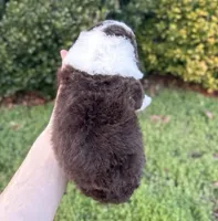 Dewey, a male Aussiedoodle and Bernedoodle for sale in Hickory, NC – Photo 2 of 2