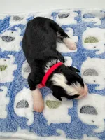 Whoopie, a female Bernedoodle for sale in Hickory, NC – Photo 2 of 3