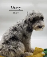 Gravy, a male Aussiedoodle and Bernedoodle for sale in Hickory, NC – 8 of 9