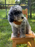 Gravy, a male Aussiedoodle and Bernedoodle for sale in Hickory, NC – 6 of 6