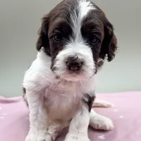 Aster, a male Cockapoo for sale in Hickory, NC – Photo 2 of 3