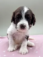 Aster, a male Cockapoo for sale in Hickory, NC – Photo 2 of 3
