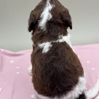 Aster, a male Cockapoo for sale in Hickory, NC – Photo 3 of 3