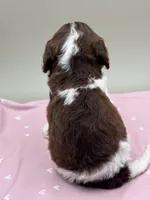 Aster, a male Cockapoo for sale in Hickory, NC – Photo 3 of 3