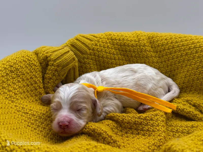 Daisy – Cockapoo puppy for sale in Hickory, NC