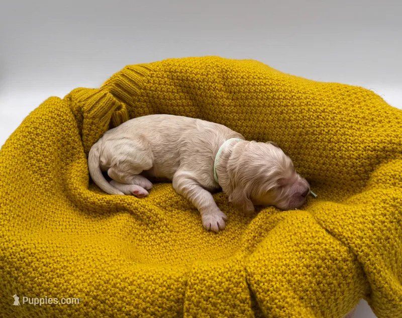 Lavender – Cockapoo puppy for sale in Hickory, NC