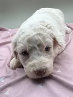 Patty, a female Aussiedoodle for sale in Hickory, NC – Photo 1 of 3