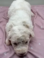 Patty, a female Aussiedoodle for sale in Hickory, NC – Photo 2 of 3