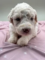 Patty, a female Aussiedoodle for sale in Hickory, NC – Photo 3 of 3