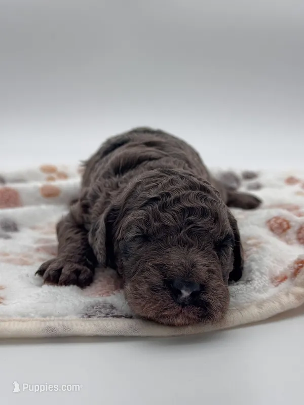 Nash – Bernedoodle puppy for sale in Hickory, NC