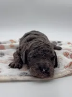 Nash, a male Bernedoodle for sale in Hickory, NC – 1 of 6