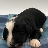 Dice, a male Bernedoodle for sale in Hickory, NC – Photo 2 of 3