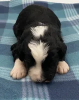 Dice, a male Bernedoodle for sale in Hickory, NC – Photo 1 of 3