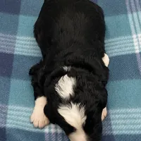 Dice, a male Bernedoodle for sale in Hickory, NC – Photo 3 of 3