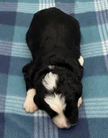 Dice, a male Bernedoodle for sale in Hickory, NC – Photo 3 of 3