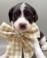 Maverick , a male Aussiedoodle for sale in Hickory, NC – 6 of 6