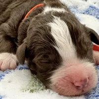 Snowflake, a male Aussiedoodle and Bernedoodle for sale in Hickory, NC – Photo 1 of 2