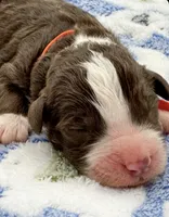 Snowflake, a male Aussiedoodle and Bernedoodle for sale in Hickory, NC – Photo 1 of 2