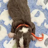 Snowflake, a male Aussiedoodle and Bernedoodle for sale in Hickory, NC – Photo 2 of 2