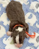 Snowflake, a male Aussiedoodle and Bernedoodle for sale in Hickory, NC – Photo 2 of 2