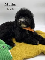 Muffin, a female Aussiedoodle and Bernedoodle for sale in Hickory, NC – 10 of 10