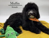 Muffin, a female Aussiedoodle and Bernedoodle for sale in Hickory, NC – 5 of 10