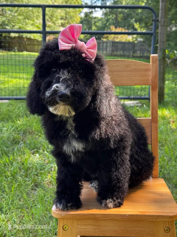 Muffin – Aussiedoodle, Bernedoodle puppy for sale in Hickory, NC