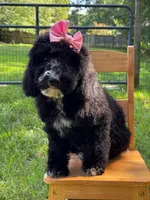 Muffin, a female Aussiedoodle and Bernedoodle for sale in Hickory, NC – 1 of 6
