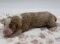 Savannah, a female Bernedoodle for sale in Hickory, NC – 5 of 9
