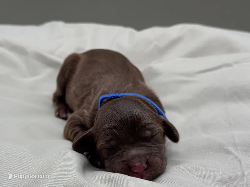 Theodore – Cockapoo puppy for sale in Hickory, NC