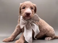 Boone, a male Aussiedoodle for sale in Hickory, NC – 5 of 7