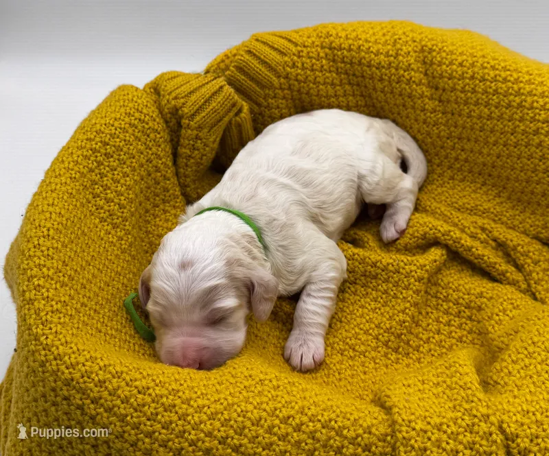 Ivy – Cockapoo puppy for sale in Hickory, NC