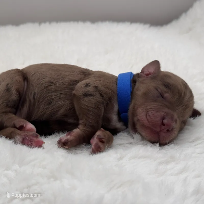 Dalton – Bernedoodle puppy for sale in Hickory, NC