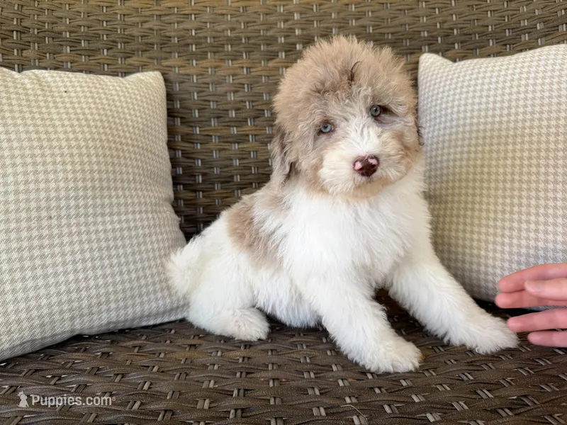 Bunny – Aussiedoodle, Bernedoodle puppy for sale in Hickory, NC