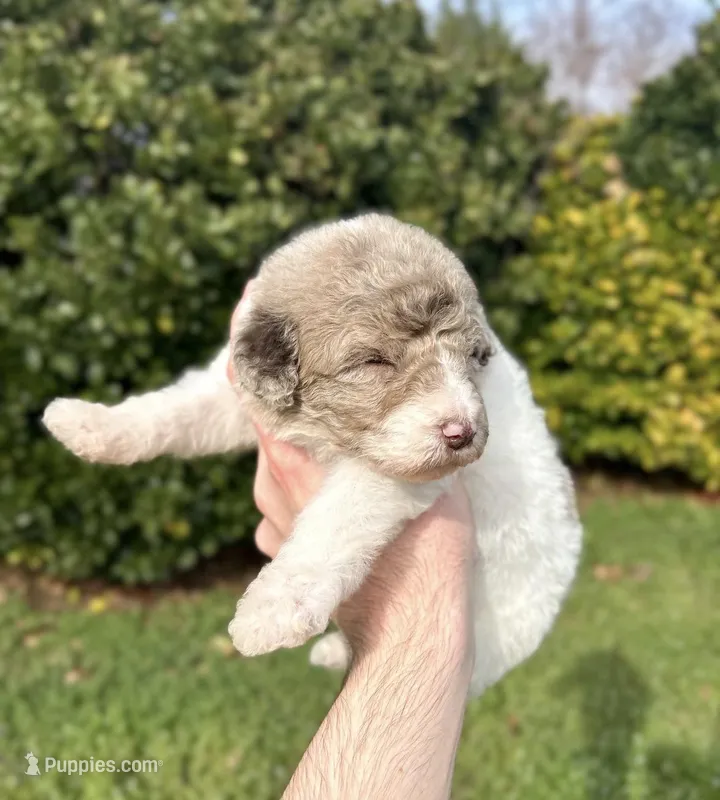 Bunny – Aussiedoodle, Bernedoodle puppy for sale in Hickory, NC