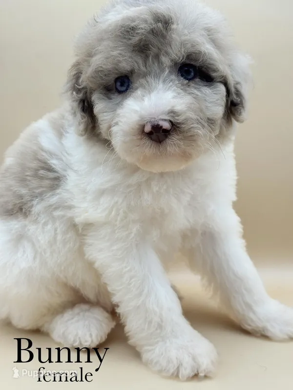 Bunny – Aussiedoodle, Bernedoodle puppy for sale in Hickory, NC